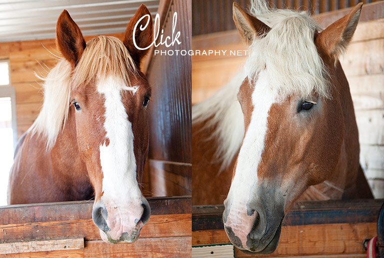 barn wedding on a horse ranch